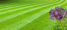 Załaduj obraz do przeglądarki galerii, Nasiona traw Landscaper Pro SUN&amp;SHADE 10kg - Miejsca zacienione